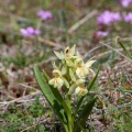 Dactylorhiza sambucina (L.) Soó
