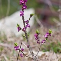Daphne mezereum L.