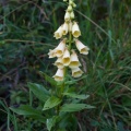 Digitalis grandiflora Miller