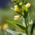 Digitalis lutea L.