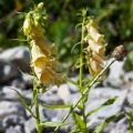 Digitalis lutea L.