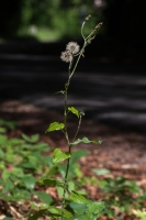 Dioscorea communis (L.) Caddick & Wilkin