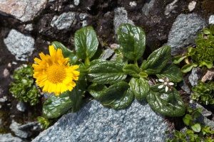 Doronicum glaciale (Wulfen) Nyman