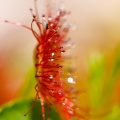 Drosera rotundifolia L.