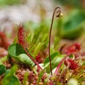 Drosera rotundifolia L.