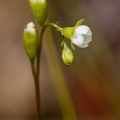Drosera rotundifolia L.