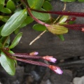 Epilobium anagallidifolium Lamarck
