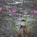Epilobium dodonaei Villars