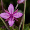 Epilobium fleischeri Hochstetter