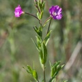 Epilobium hirsutum L.