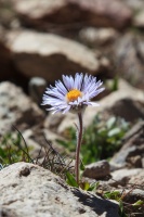 Erigeron heterochaeta Botsch.
