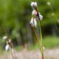 Eriophorum angustifolium Honck.
