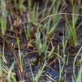 Eriophorum latifolium Hoppe