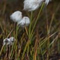 Eriophorum scheuchzeri Hoppe