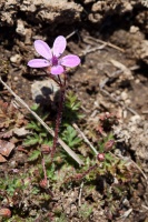 Erodium cicutarium (L.) L'Hér.