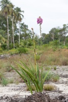 Eulophia bouliawongo (Rchb.f.) J.Raynal
