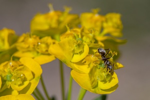 Euphorbia cyparissias L.