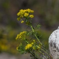 Euphorbia cyparissias L.