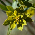 Euphorbia seguieriana Neck.
