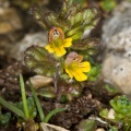 Euphrasia minima Schleicher