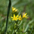 Gagea lutea (L.) Ker Gawl.