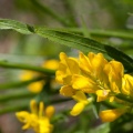 Genista sagittalis L.