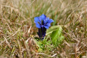 Gentiana acaulis L.
