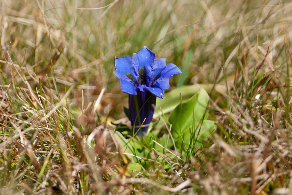 gentiana-acaulis-switzerland-3D8FEAAD-67D7-4EB8-B4AF-2D2374399C45.jpg