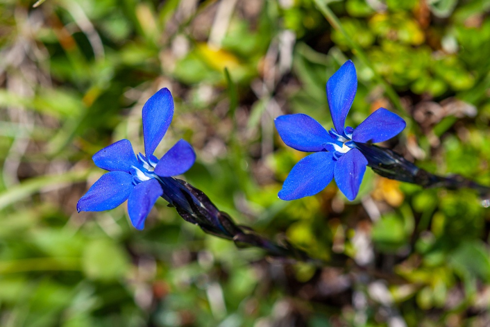 gentiana-bavarica-switzerland-D5786513-76BE-49BC-80CB-6A75BD646B0C.jpg