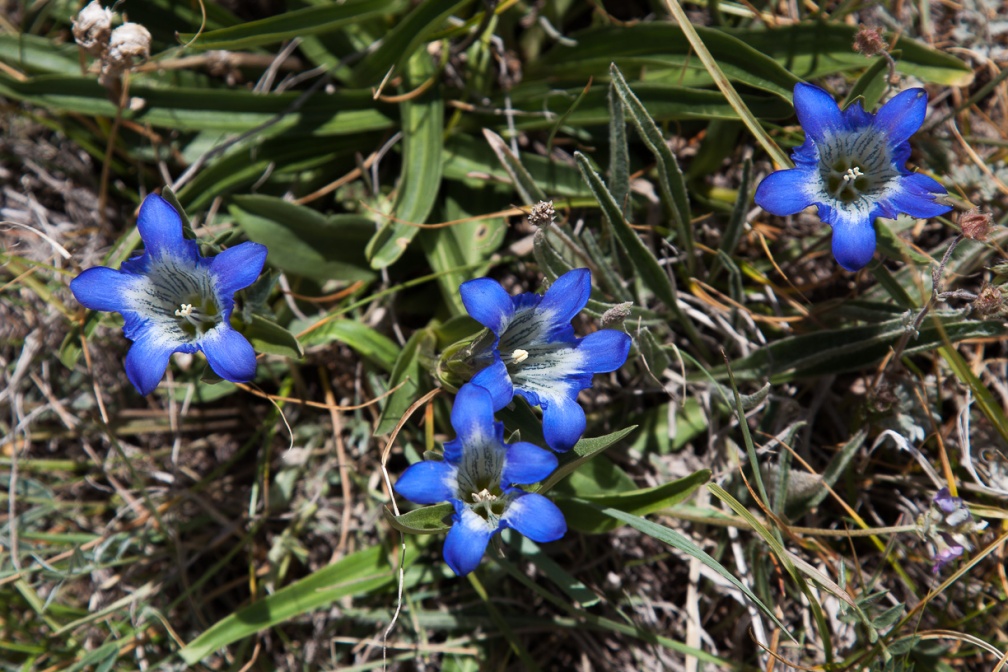 gentiana-kauffmanniana-kyrgyzstan-925AFEF1-C294-46ED-B230-704772D2AE17.jpg