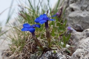 Gentiana orbicularis Schur