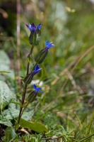 Gentiana utriculosa L.