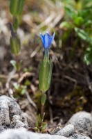 Gentiana utriculosa L.