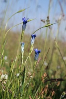 Gentianopsis barbata (Froel.) Ma
