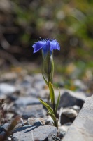 Gentianopsis ciliata (L.) Ma