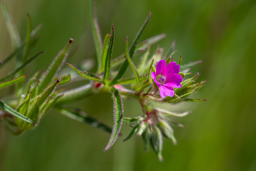 geranium-dissectum-switzerland-2DB80E46-74C0-4F49-BD9E-D6B4D2463167.jpg