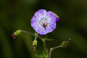 Geranium phaeum L.