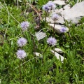 Globularia cordifolia L.