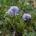 Globularia nudicaulis L.