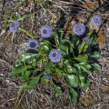 Globularia punctata Lapeyr.