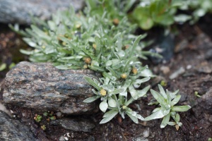 Gnaphalium supinum L.