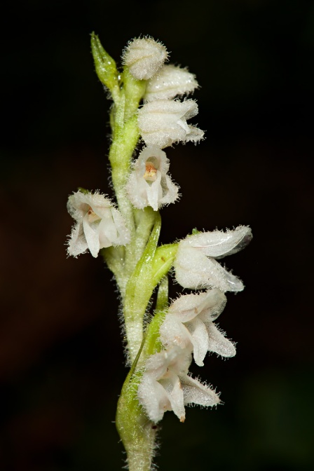 goodyera-repens-switzerland-55CA426A-EAA6-4E6D-9376-54860BB654EE.jpg