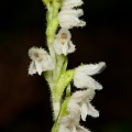 Goodyera repens (L.) R. Br.