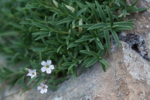 Gypsophila repens L.