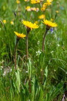 Hypochoeris uniflora Villars