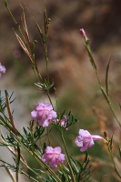 Incarvillea olgae Regel