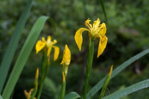 Iris pseudacorus L.