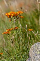 Jacobaea abrotanifolia (L.) Moench