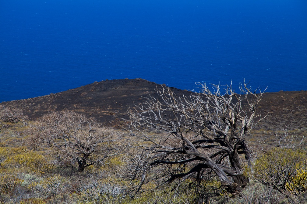 juniperus-phoenicea-canaries-el-hierro-D8AAEF0B-99BA-4A6D-B146-11AE53F3BC4E.jpg