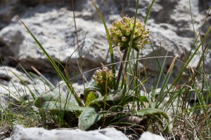 Knautia persicina A.Kern.